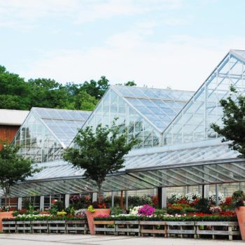 Greenhouses at wilson's nursery