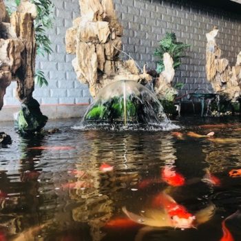 photo of fish koi pond inside the restaurant