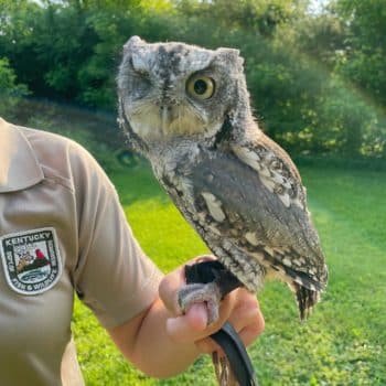 An owl perched on someone's finger. The owl has one eye.