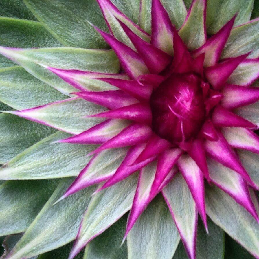 close up of vibrant purple and dark green flower