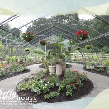 Inside the Greenhouse showing the flowere, plants, and paved walkway